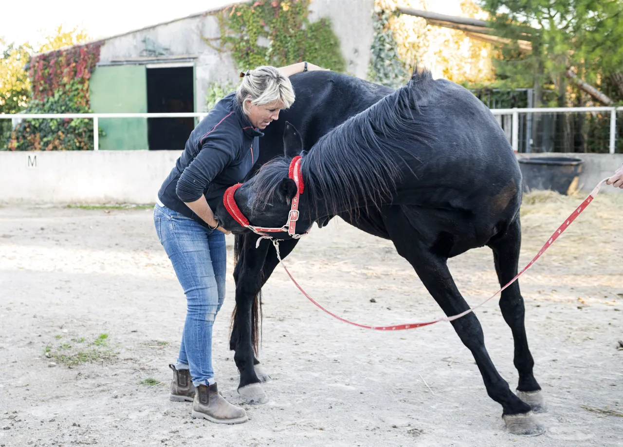 Formation en ostéopathie équine : spécialisez-vous dans le bien-être des chevaux